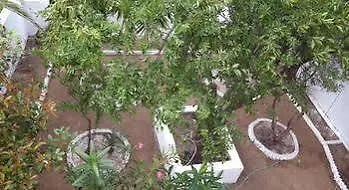 Guest house Laura Skiathos 3*